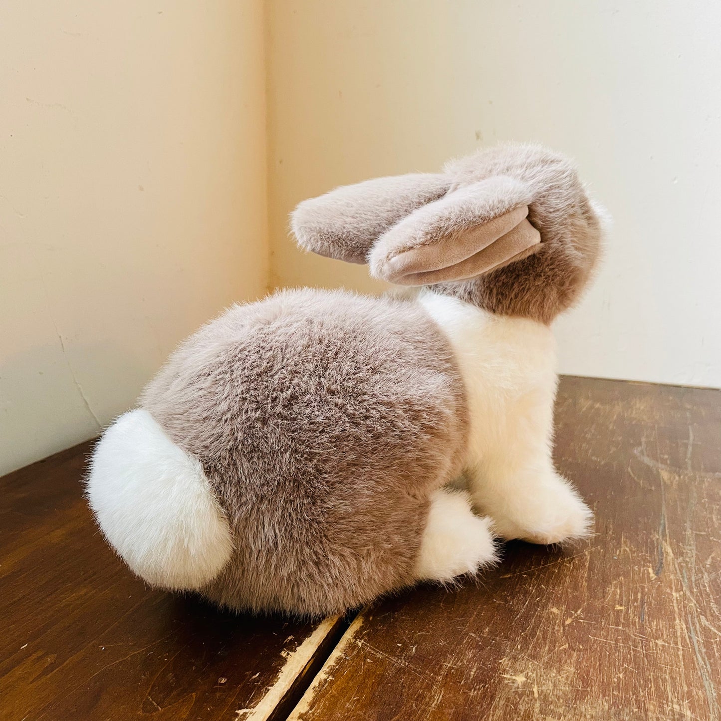 Daffodil the Dutch Bunny