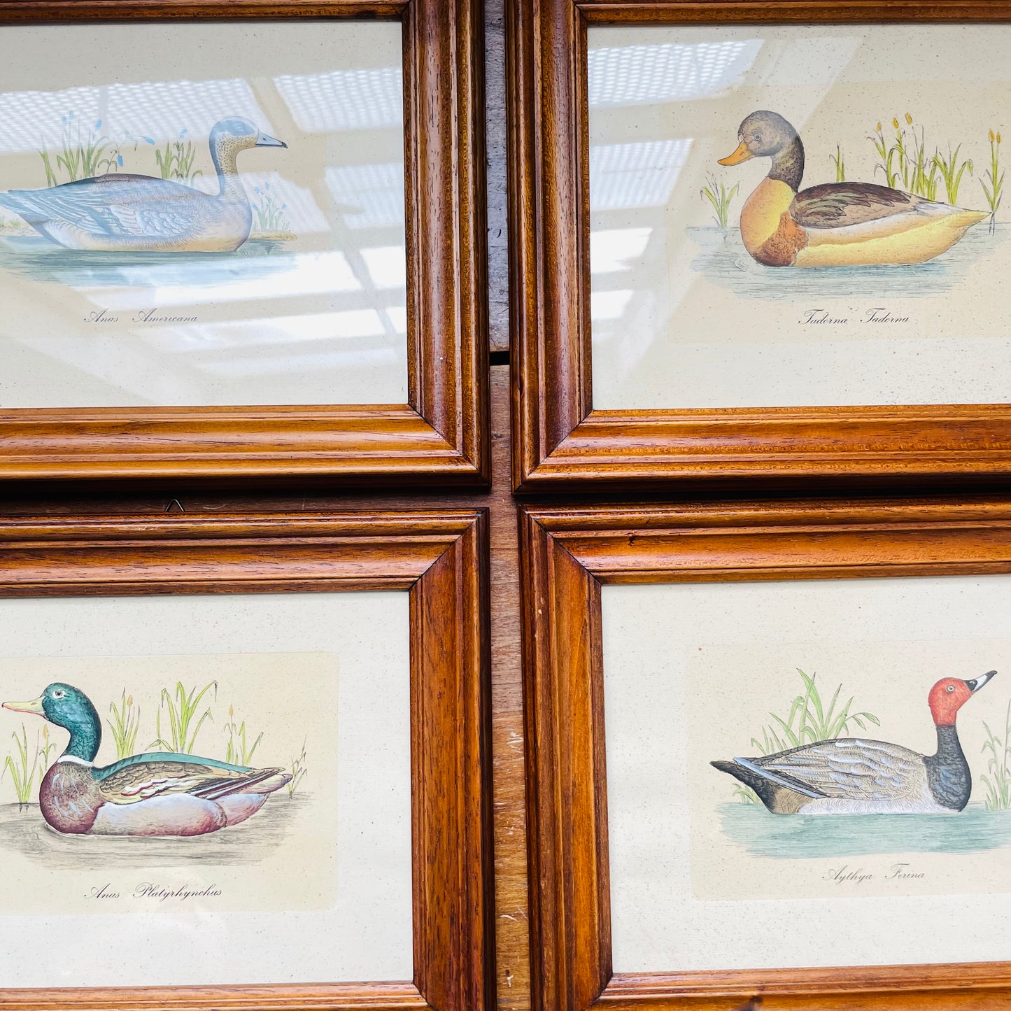 Set of 4 Italian Framed 18th Century Duck Prints- Vintage