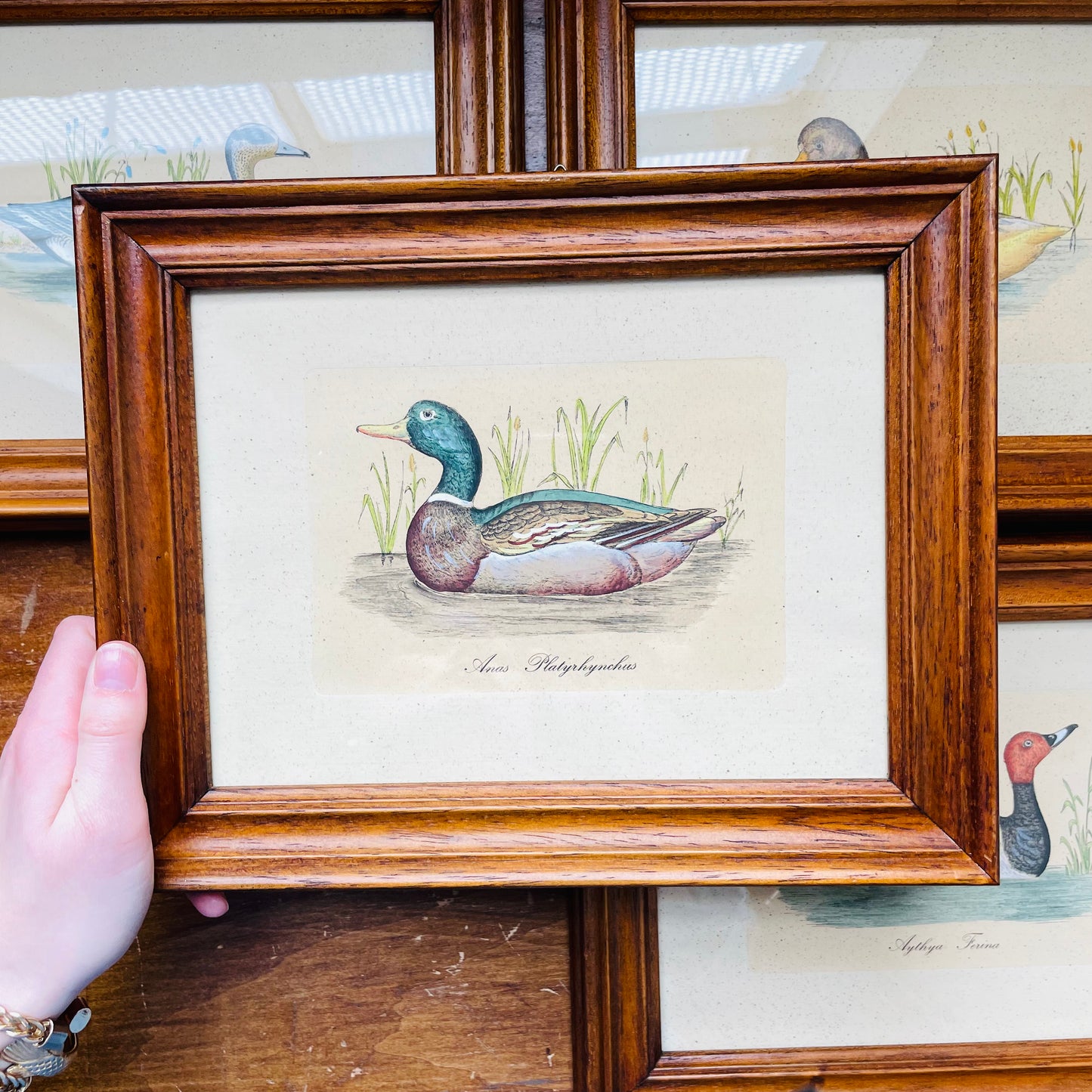 Set of 4 Italian Framed 18th Century Duck Prints- Vintage