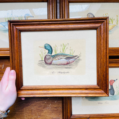 Set of 4 Italian Framed 18th Century Duck Prints- Vintage