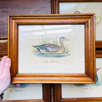 Set of 4 Italian Framed 18th Century Duck Prints- Vintage