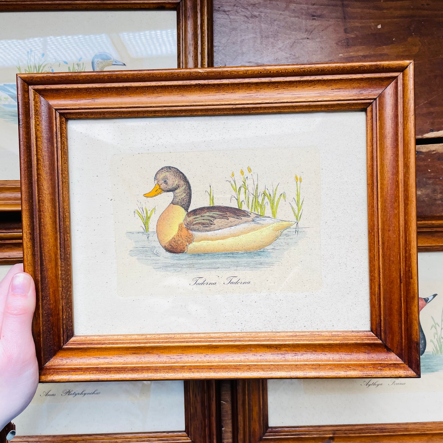 Set of 4 Italian Framed 18th Century Duck Prints- Vintage