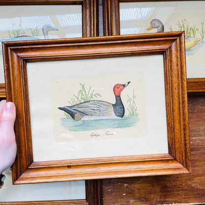 Set of 4 Italian Framed 18th Century Duck Prints- Vintage