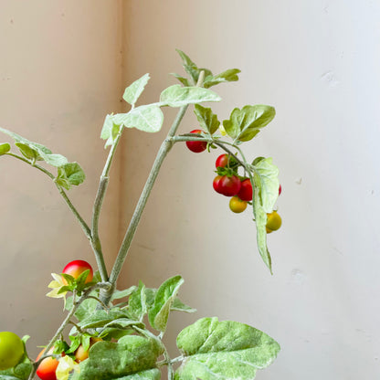 Real Touch Cherry Tomato Spray