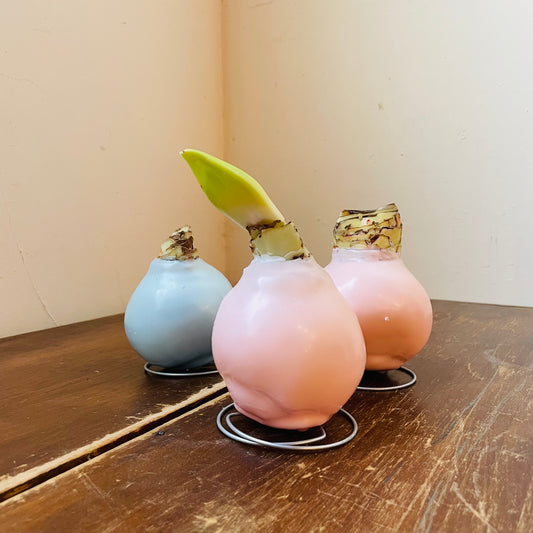 Spring Pastel Amaryllis Bulb