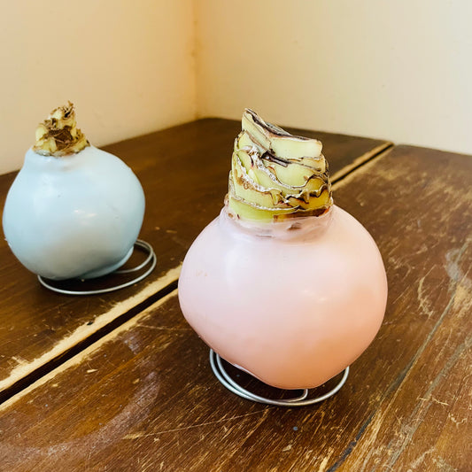 Spring Pastel Amaryllis Bulb