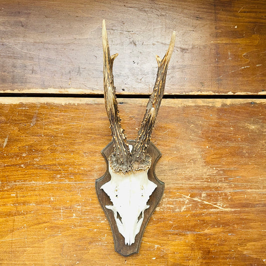 The Aberdeenshire Roe Deer European Mount- Vintage