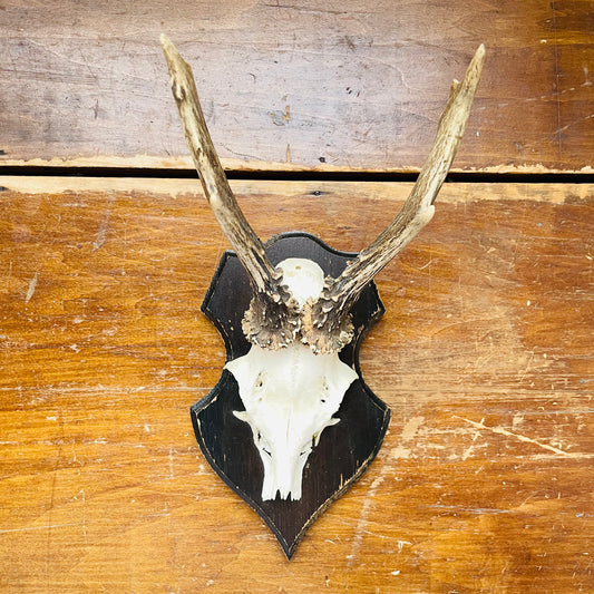 The Cairngorms Roe Deer European Mount- Vintage