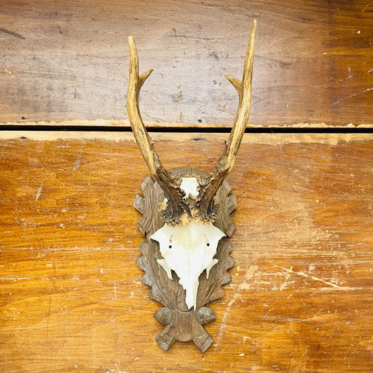 The Trossachs Roe Deer European Mount- Vintage