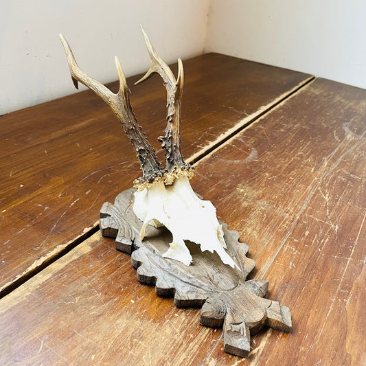 The Trossachs Roe Deer European Mount- Vintage