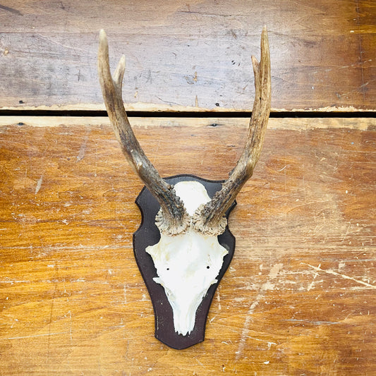 The Dorchester Roe Deer European Mount- Vintage