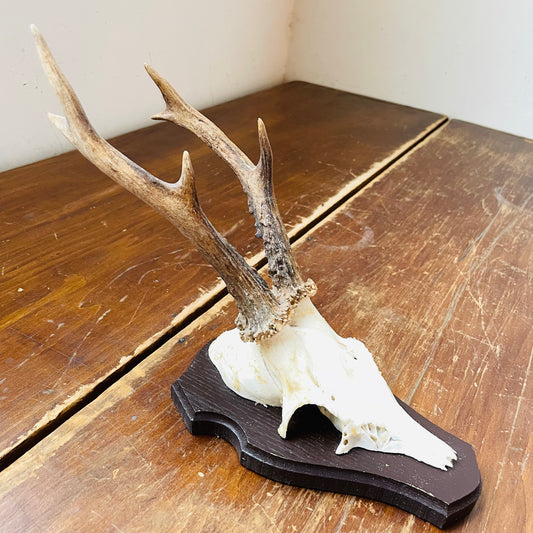 The Dorchester Roe Deer European Mount- Vintage