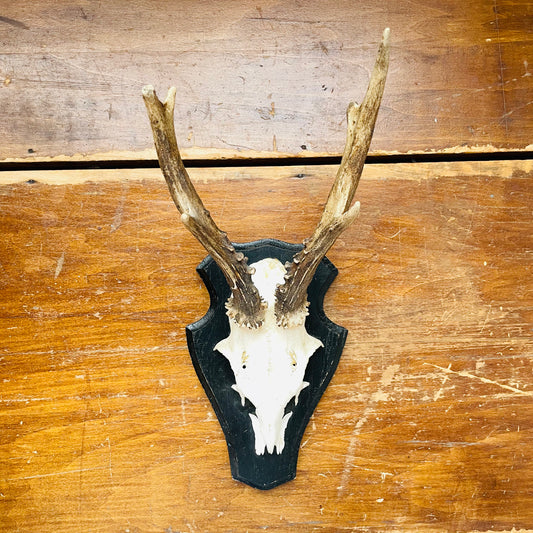 The Thetford Roe Deer European Mount- Vintage