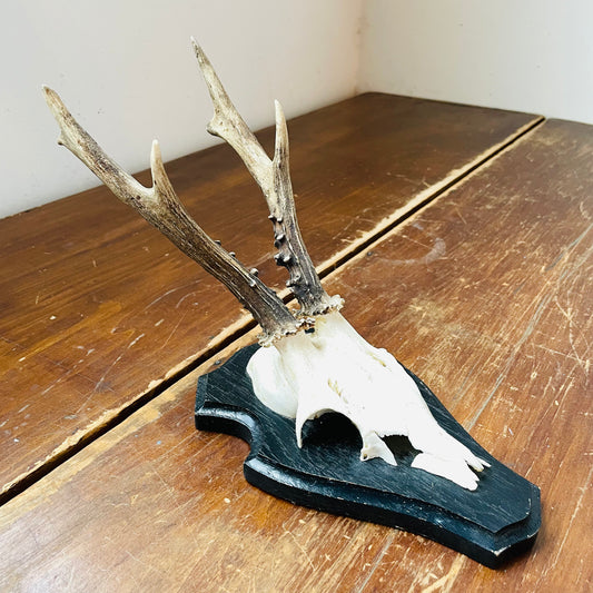 The Thetford Roe Deer European Mount- Vintage