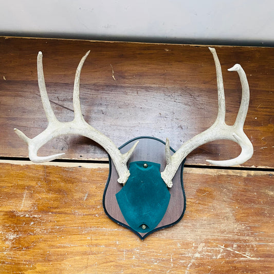 The Sigourney Whitetail Deer Plaque Mount- Vintage