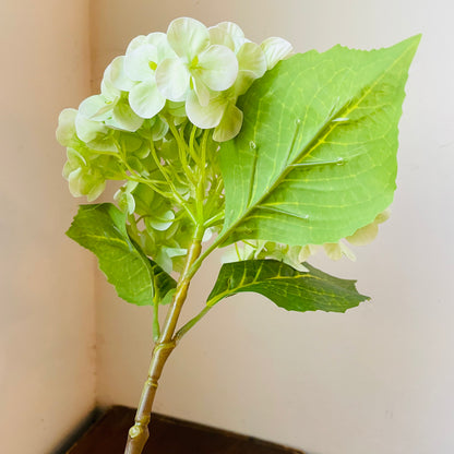 Green Bridal Hydrangea Stem