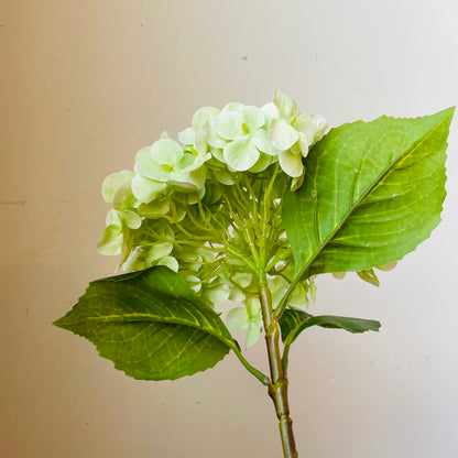 Green Bridal Hydrangea Stem