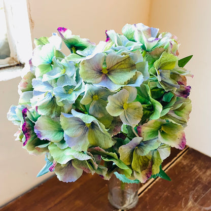 Equinox Mason Hydrangea Stem