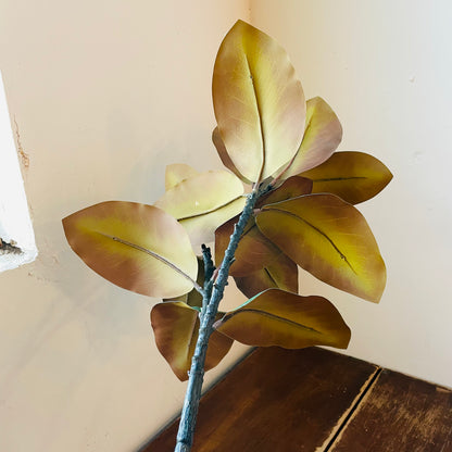 Southern Magnolia Branch