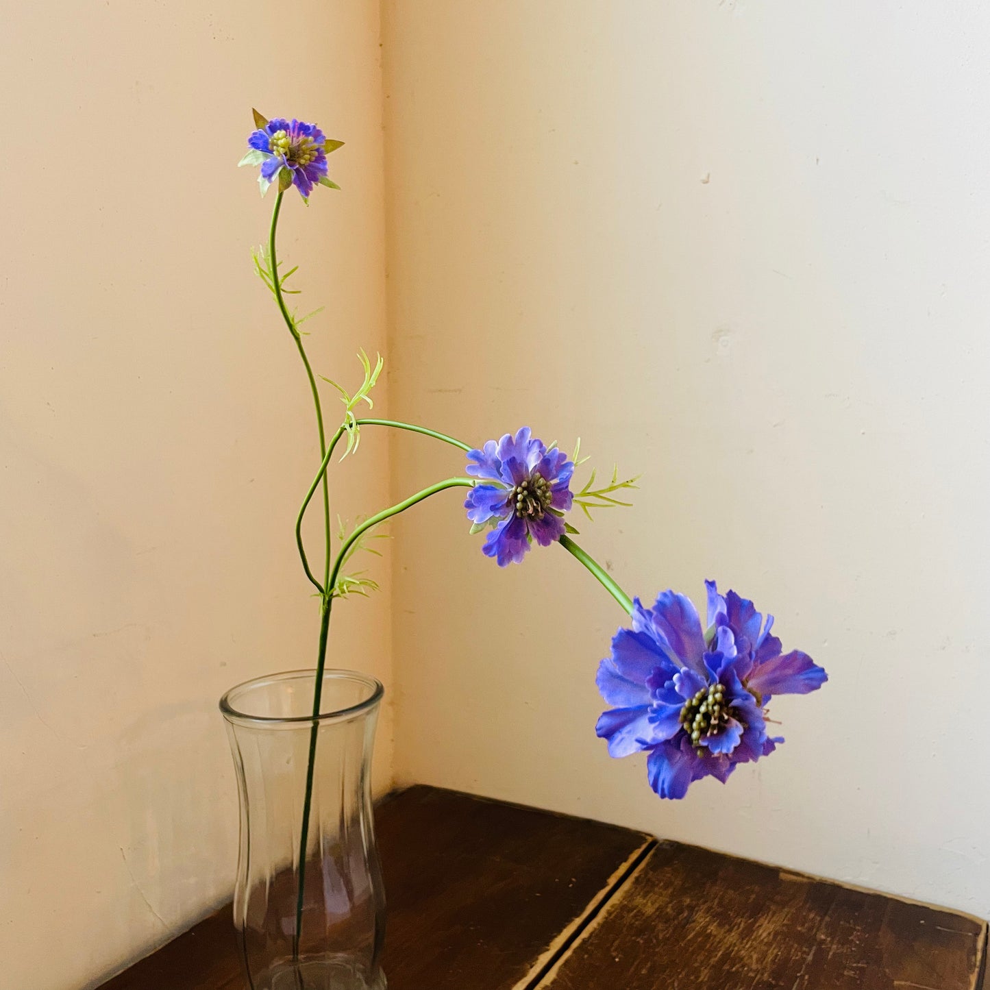 Lavender Scabiosa Stem