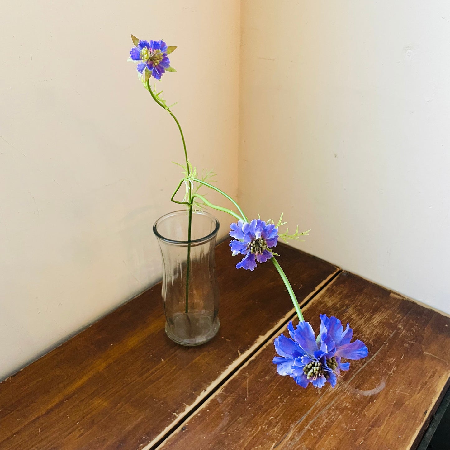 Lavender Scabiosa Stem