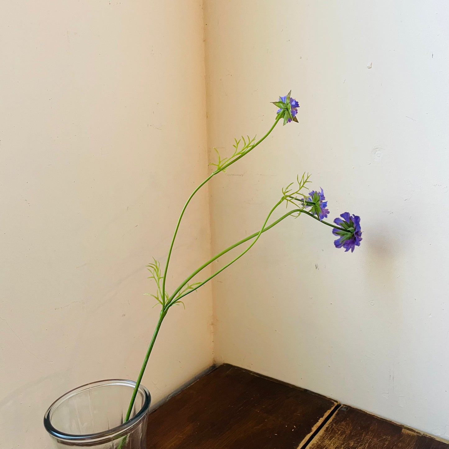 Lavender Scabiosa Stem
