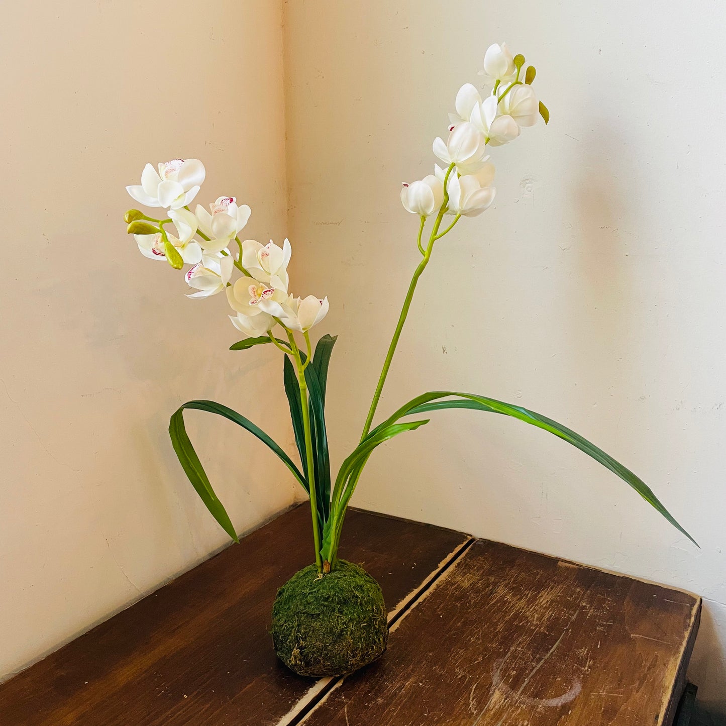 White Cymbidium In Moss Ball