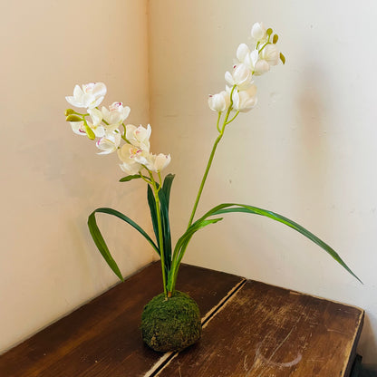 White Cymbidium In Moss Ball