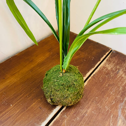 White Cymbidium In Moss Ball