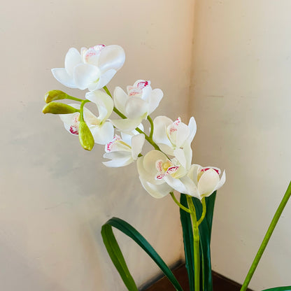 White Cymbidium In Moss Ball