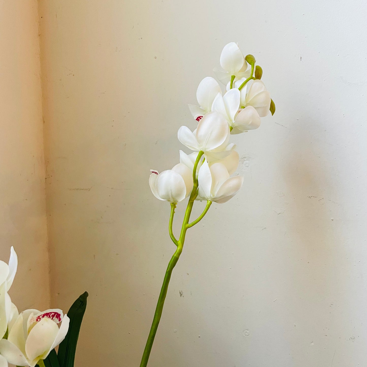 White Cymbidium In Moss Ball