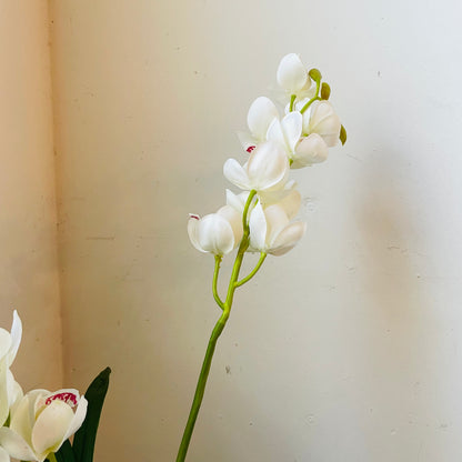 White Cymbidium In Moss Ball