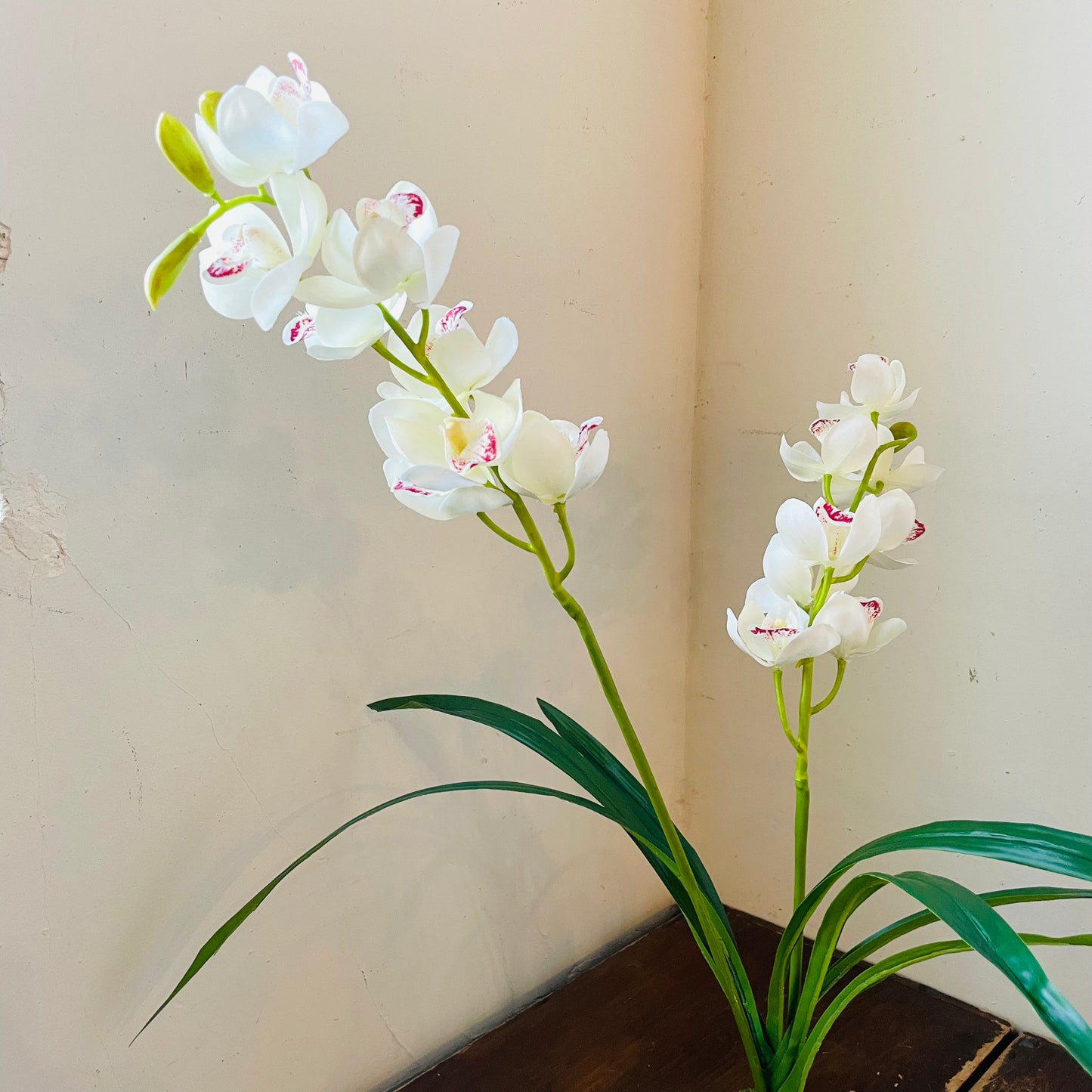 White Cymbidium In Moss Ball