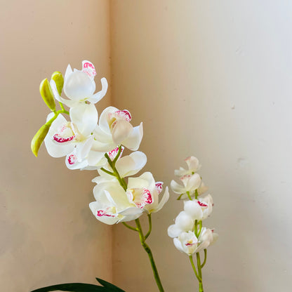 White Cymbidium In Moss Ball