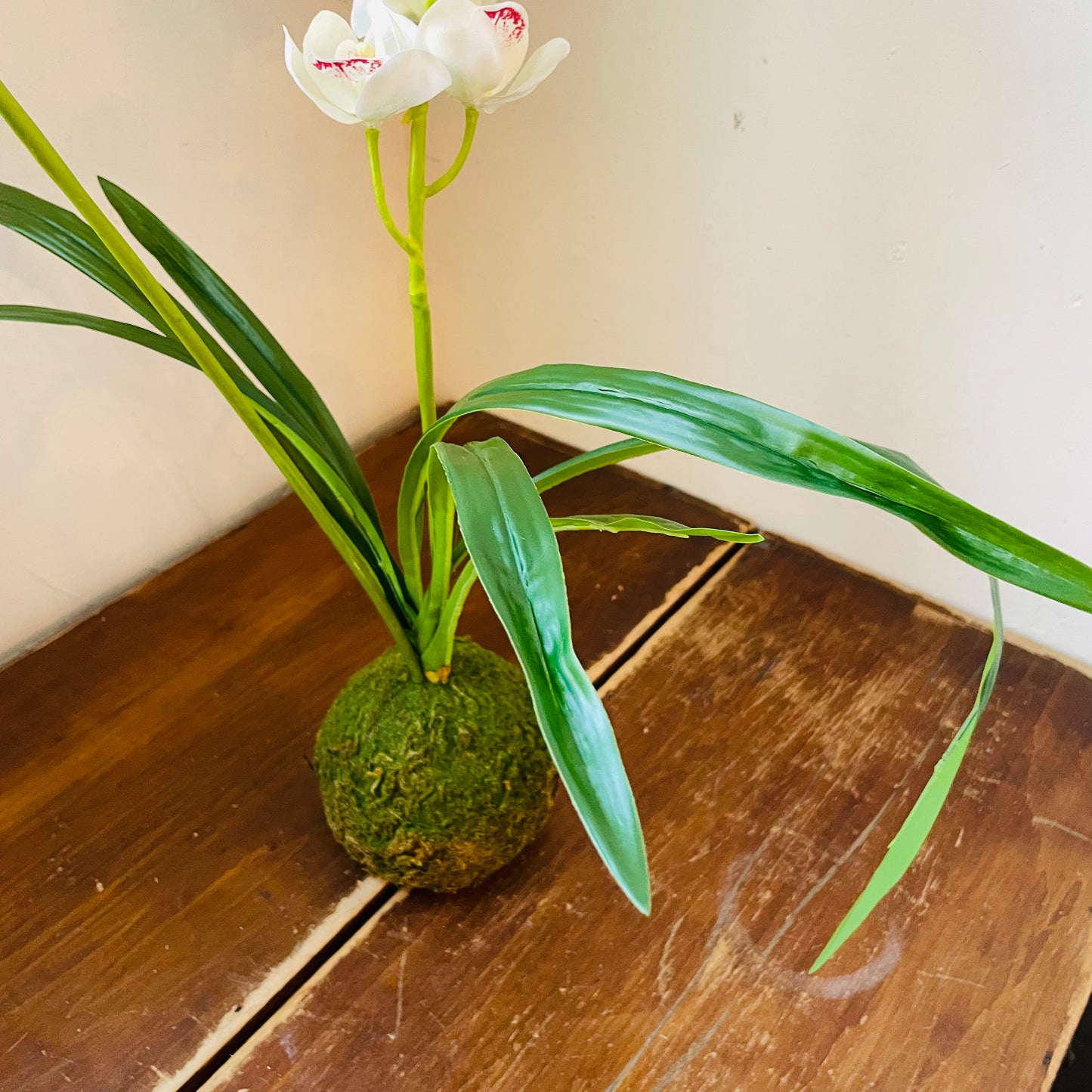 White Cymbidium In Moss Ball