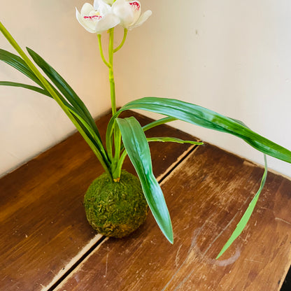 White Cymbidium In Moss Ball