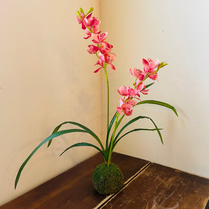 Berry Cymbidium In Moss Ball