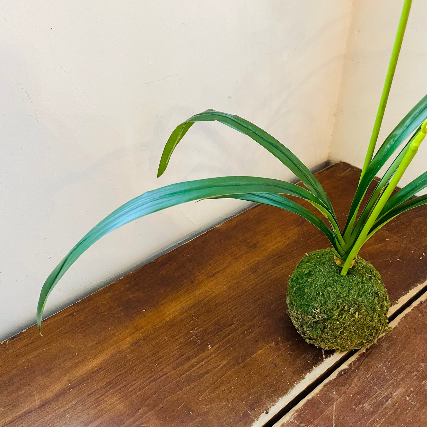 Berry Cymbidium In Moss Ball