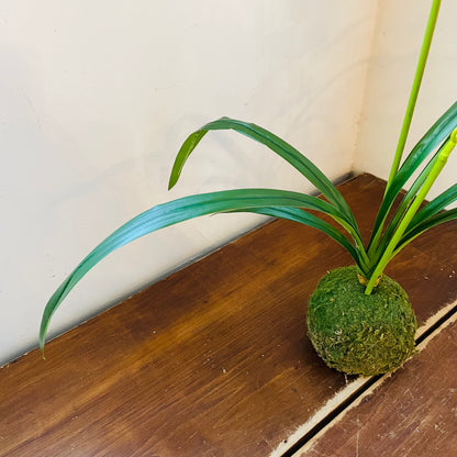Berry Cymbidium In Moss Ball