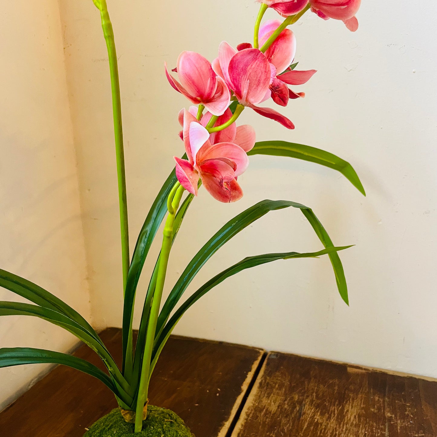 Berry Cymbidium In Moss Ball