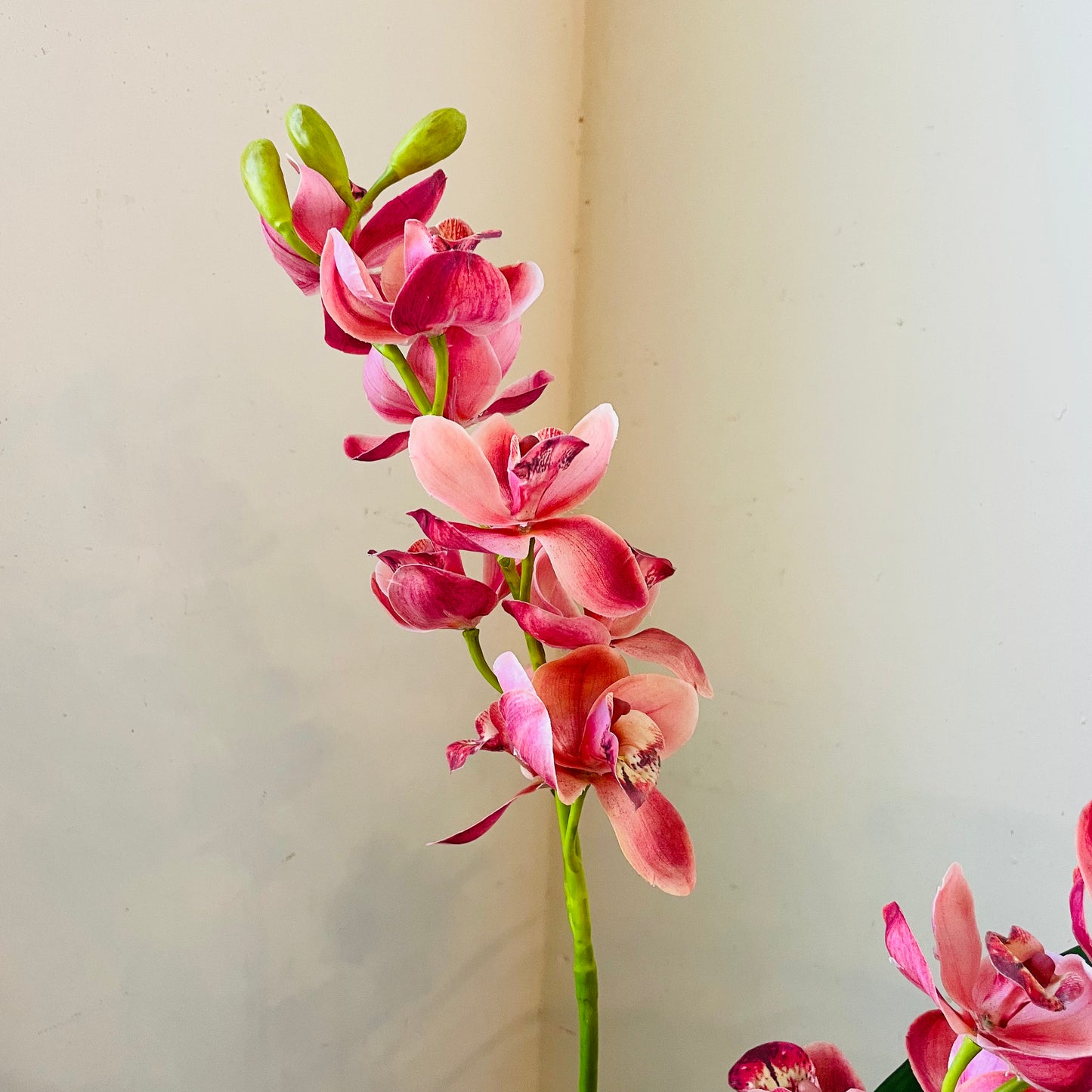 Berry Cymbidium In Moss Ball