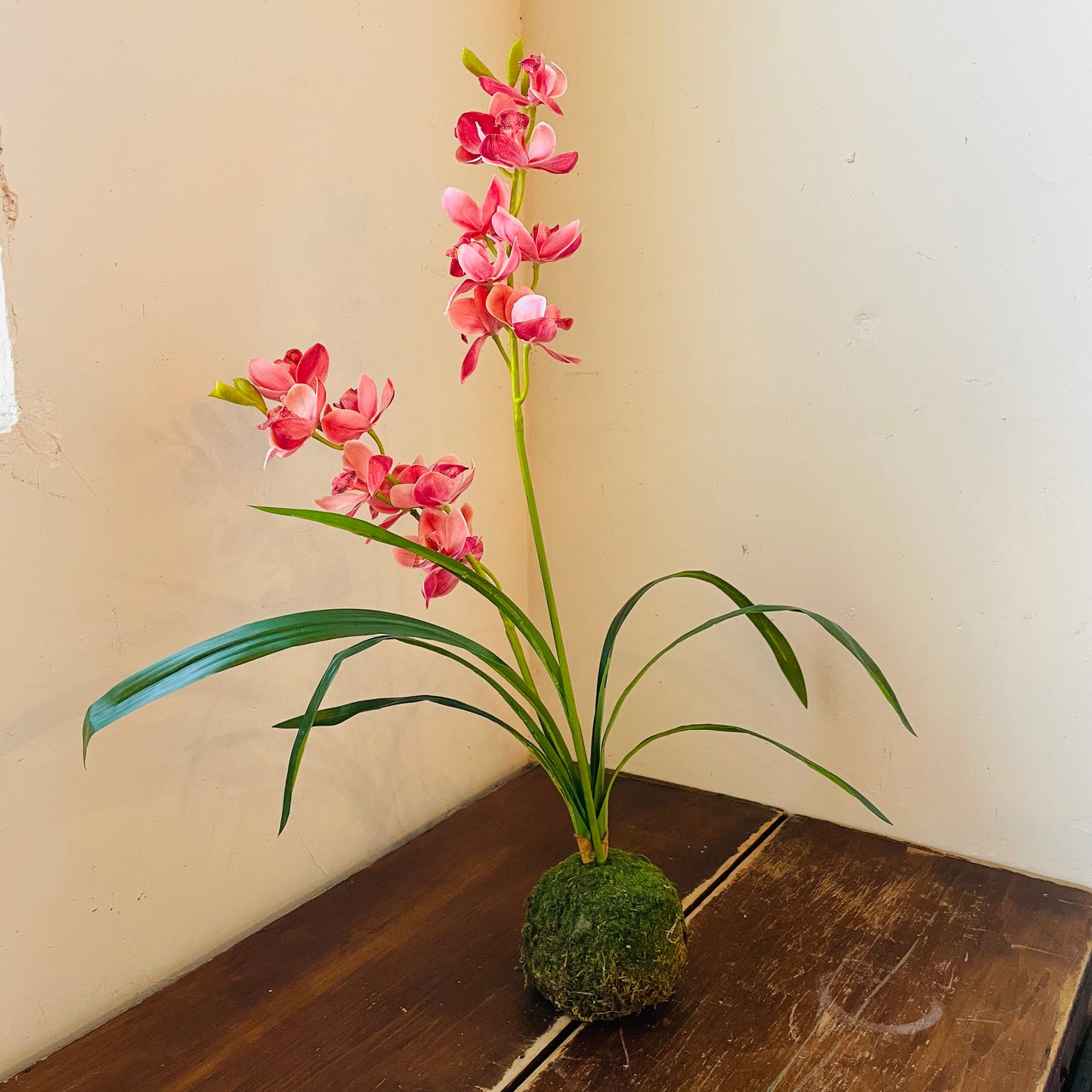 Berry Cymbidium In Moss Ball
