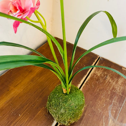 Berry Cymbidium In Moss Ball
