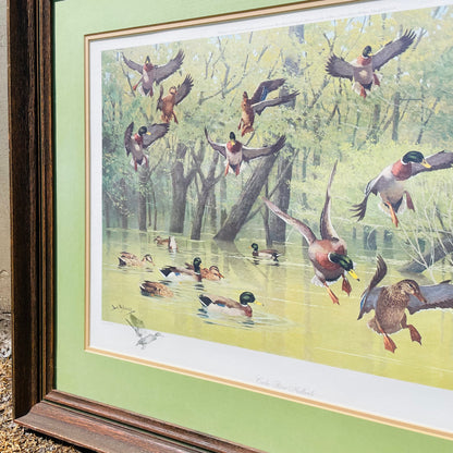 Framed "Cache River Mallard" Print by Lee LeBlanc- Vintage