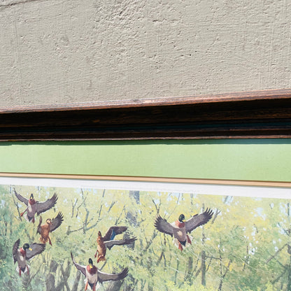 Framed "Cache River Mallard" Print by Lee LeBlanc- Vintage
