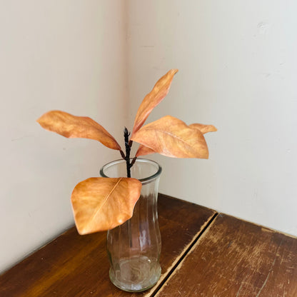 Cinnamon Magnolia Pick