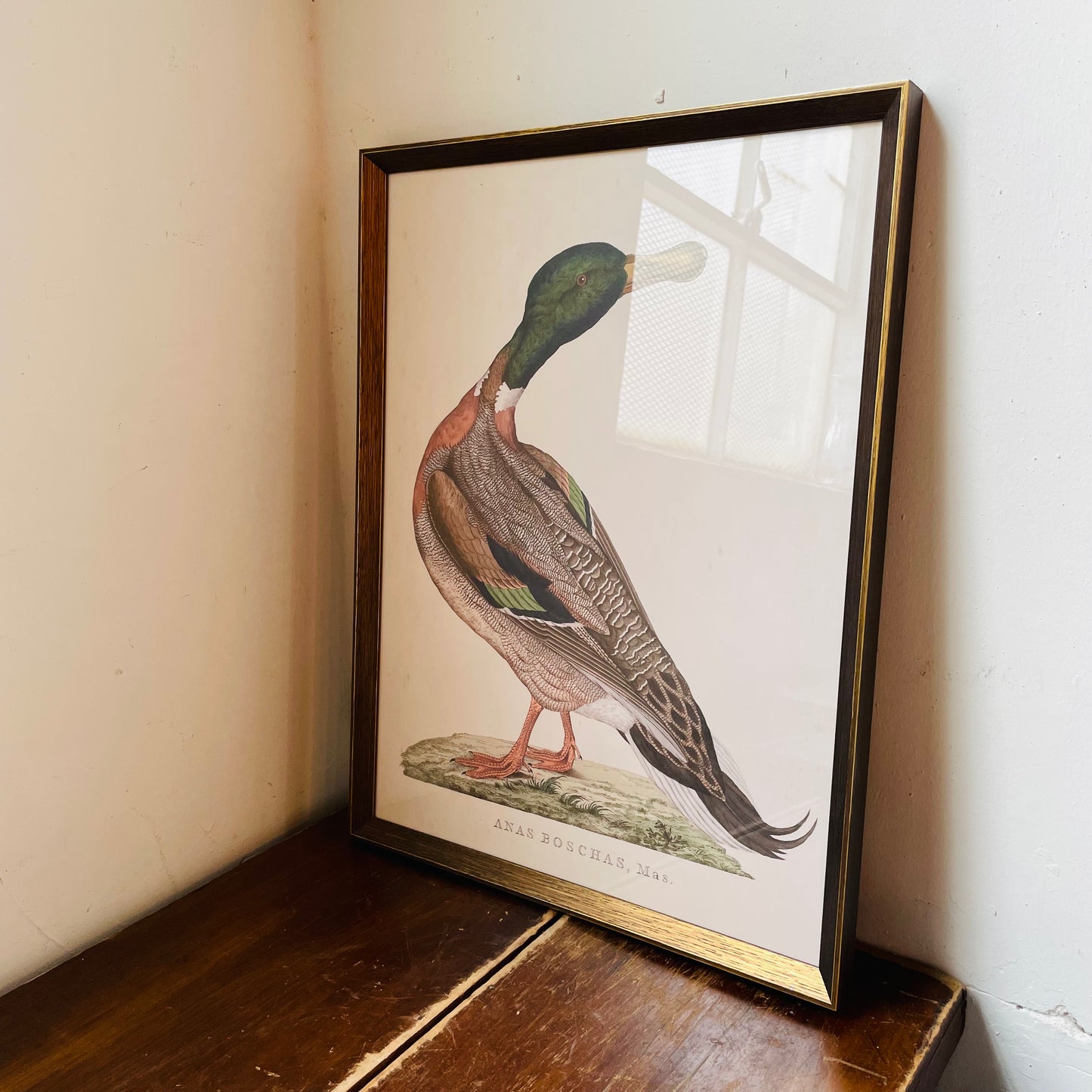 Anas Boschas Mas II Framed Print