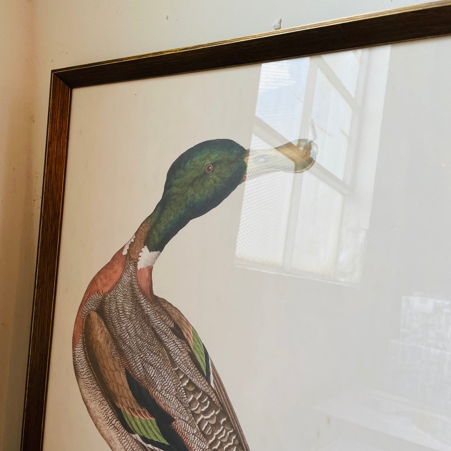 Anas Boschas Mas II Framed Print