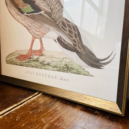 Anas Boschas Mas II Framed Print