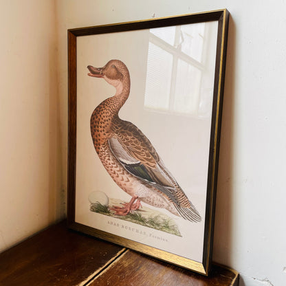 Anas Boschas Foemina II Framed Print